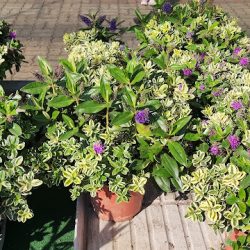 Acapólko Hurtownia Kwiatów Doniczkowych I Ozdobnych (Kalisz en Merlo San Luis)