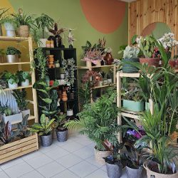 Ale Kwiaty Kwiaciarnia (Gdańsk )