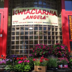Angela. Kwiaciarnia. Gulczyńska M. (Poznań )
