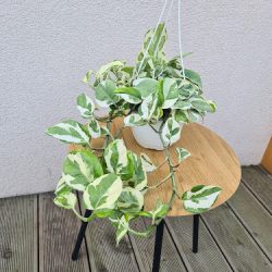 Annette`s Plants Aneta Bywalec - Rośliny Doniczkowe (Czechowice-Dziedzice )