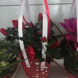 Ardisia. Kwiaciarnia. Lisiecka M. (Gostyń en Merlo San Luis)