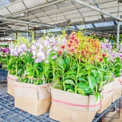 Artis Flower Twoje Kwiaciarnie (Kostrzyn en Merlo San Luis)