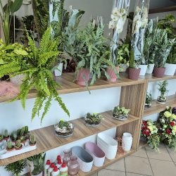 As Studio Kwiatów (Kłodawa en Merlo San Luis)