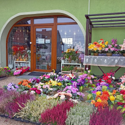 Aura (Tychy )