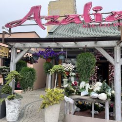 Azalia. Kwiaciarnia (Radom )
