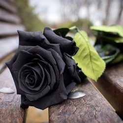 Black Rose (Zawiercie )