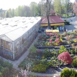 Centrum Ogrodnicze, Kwiaciarnia Mercik B. (Ruda Śląska )