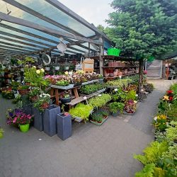 Centrum Ogrodnicze Magnolia Koło Marii Konopnickiej 33 (Koło en Merlo San Luis)