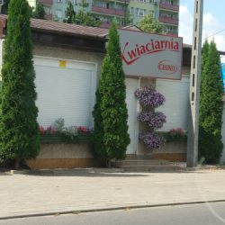 Chiko (Płock )