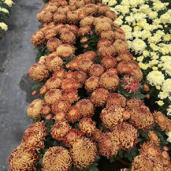 Chryzantemy Doniczkowe Cięte (Morawy )