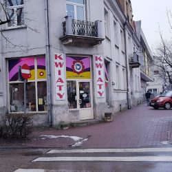 Cyklamen. Kwiaciarnia (Pruszków )