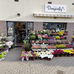 Dragonfly (Gdańsk )