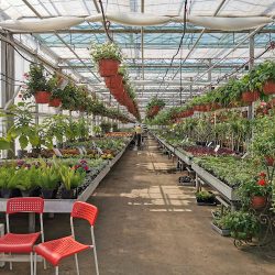 Eko-flora Gospodarstwo Ogrodnicze Robert I Dorota Gębczyk (Radom )