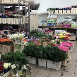 Flora. Hurtownia Kwiatów Ciętych, Dodatków Florystycznych. Madeja A. (Dąbrowa Górnicza )