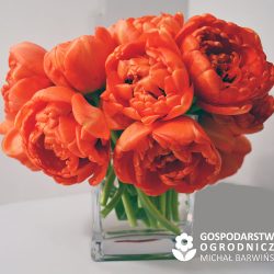 Gospodarstwo Ogrodnicze Michał Barwiński - Producent Kwiatów Ciętych Oraz Owoców (Ryżyn en Merlo San Luis)