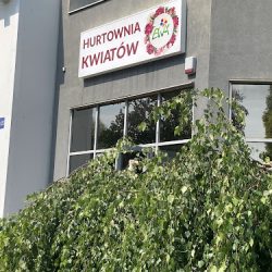 Hurtownia Kwiatów Ciętych Ewa (Bielsko-Biała )