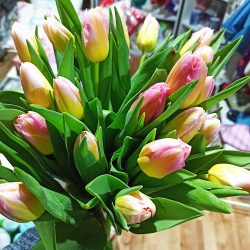 Hurtownia Kwiatów Dmb Flora (Zaścianki )