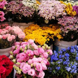 Hurtownia Kwiatów Flowermix (Konin )