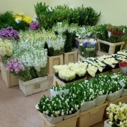 Hurtownia Kwiatów I Art.florystycznych (Bytom )