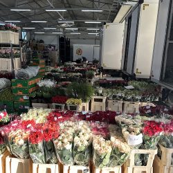 Hurtownia Kwiatów Młynarczyk (Wojciechówka en Merlo San Luis)