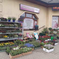 Igma (Pobiedziska en Merlo San Luis)