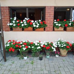 Irys. Kwiaciarnia (Chełm Śląski )