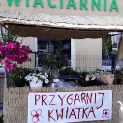Jaśmin. Kwiaciarnia (Kalisz en Merlo San Luis)