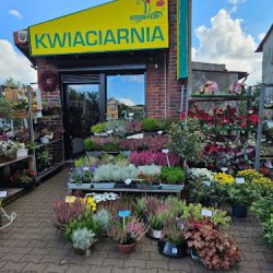 Kodan-flor Kwiaciarnia Bytom (Bytom )