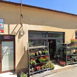 Koper Dawid. Kwiaciarnia (Włoszczowa en Merlo San Luis)