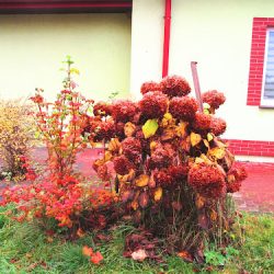 Kwiaciarnia (Susz )