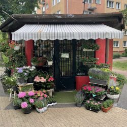 Kwiaciarnia Amelia Anna Jaguś (Ożarów Mazowiecki )