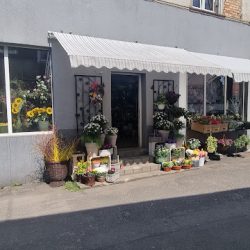 Kwiaciarnia Anna Struzik (Gryfów Śląski )
