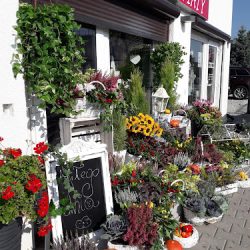 Kwiaciarnia Black Baccara (Wrocław )