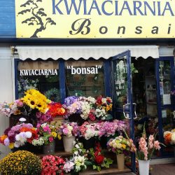 Kwiaciarnia Bonsai (Kraków )