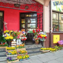 Kwiaciarnia Bonzai (Miechów )