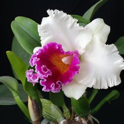 Kwiaciarnia Cattleya (Kraków )