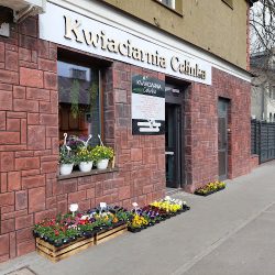 Kwiaciarnia Celinka (Ostrów Mazowiecka )