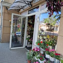 Kwiaciarnia Chloris Wioletta Juszczak (Wrocław )