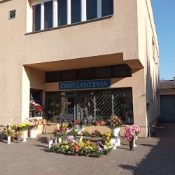 Kwiaciarnia Chryzantema (Kraków )