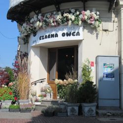 Kwiaciarnia Czarna Owca Wiązanki Dekoracje Bukiety (Piotrków Trybunalski )