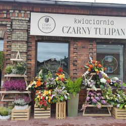 Kwiaciarnia Czarny Tulipan (Wolbórz )