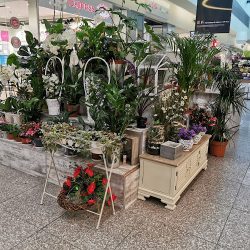 Kwiaciarnia “ewa” Vivo Piła (Piła )