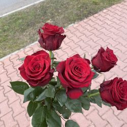 Kwiaciarnia Glorioza (Opoczno )