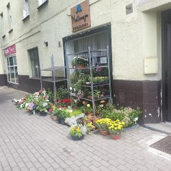 Kwiaciarnia Hortensja (Jaworzyna Śląska )