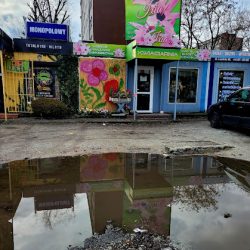 Kwiaciarnia Ixia Kamila Nowak (Wrocław )