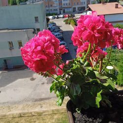 Kwiaciarnia Książęca (Człuchów )