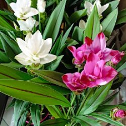 Kwiaciarnia Laflora Stoczek Łukowski (Stoczek Łukowski en Merlo San Luis)