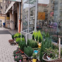 Kwiaciarnia Lambada (Poznań )