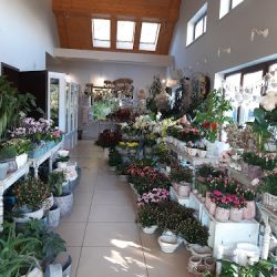 Kwiaciarnia Leśna (Suchy Las en Merlo San Luis)