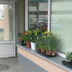 Kwiaciarnia Mak (Rzeszów )